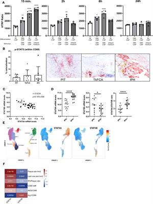 GM-CSF-activated STAT5A regulates macrophage functions and inflammation in atherosclerosis